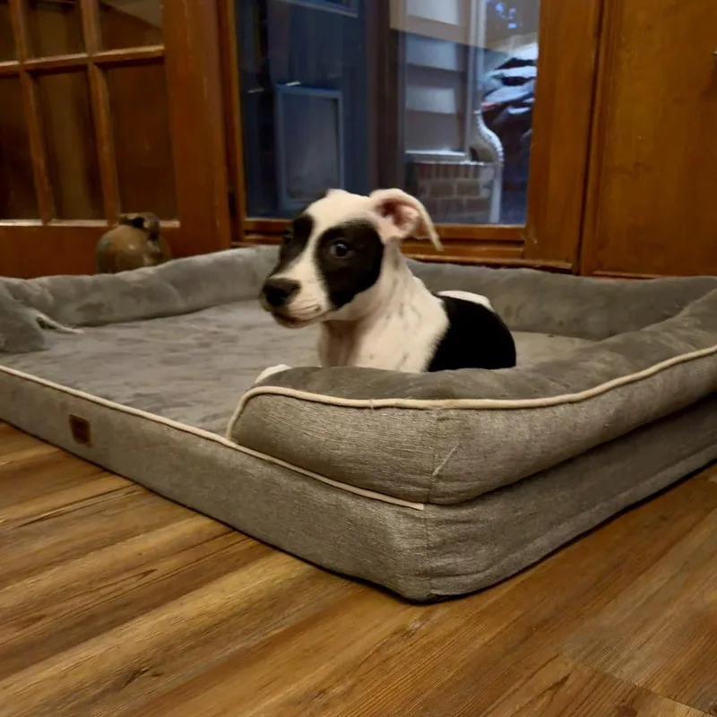 Oreo thumbnail 3
