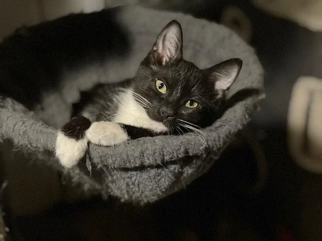 A baby small-sized male Black & White / Tuxedo Domestic Long Hair cat named Finn for adoption in O'Fallon, MO