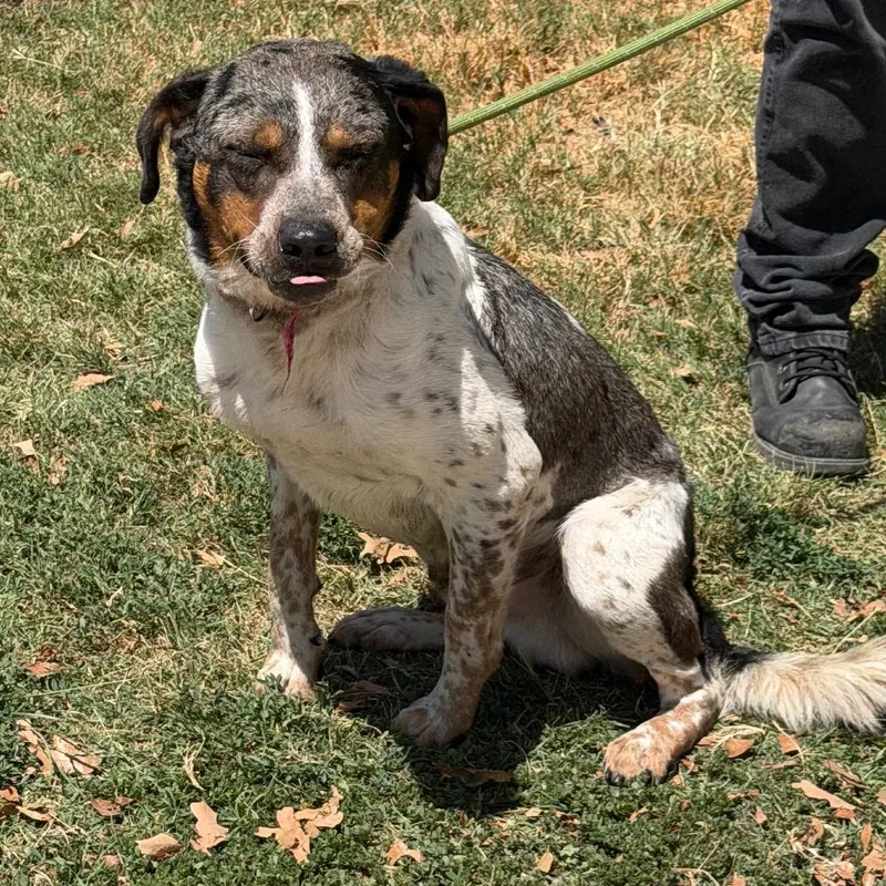 An adult medium-sized male Gray / Blue / Silver Catahoula Leopard Dog dog named Big Mac fka Bernie for adoption in Denison, TX