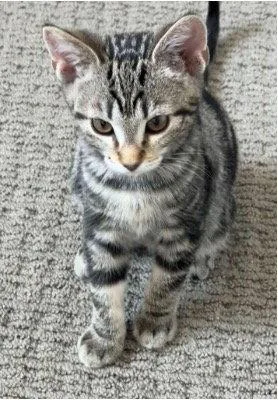A baby small-sized female Domestic Short Hair cat named Clam Chowder for adoption in Mission Viejo, CA
