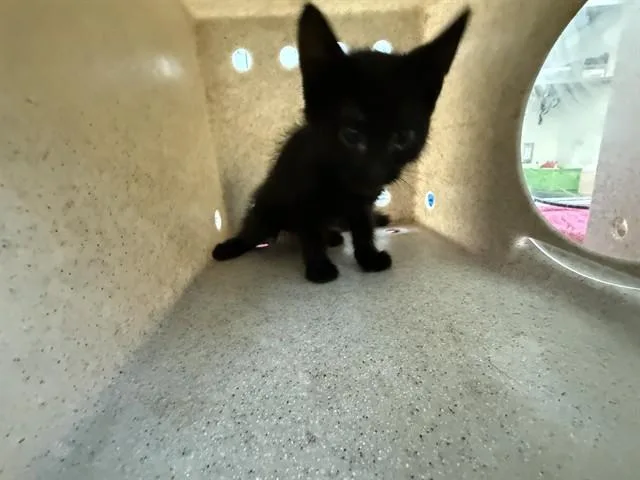 A baby medium-sized female Domestic Short Hair cat named Sandy for adoption in Lancaster, CA