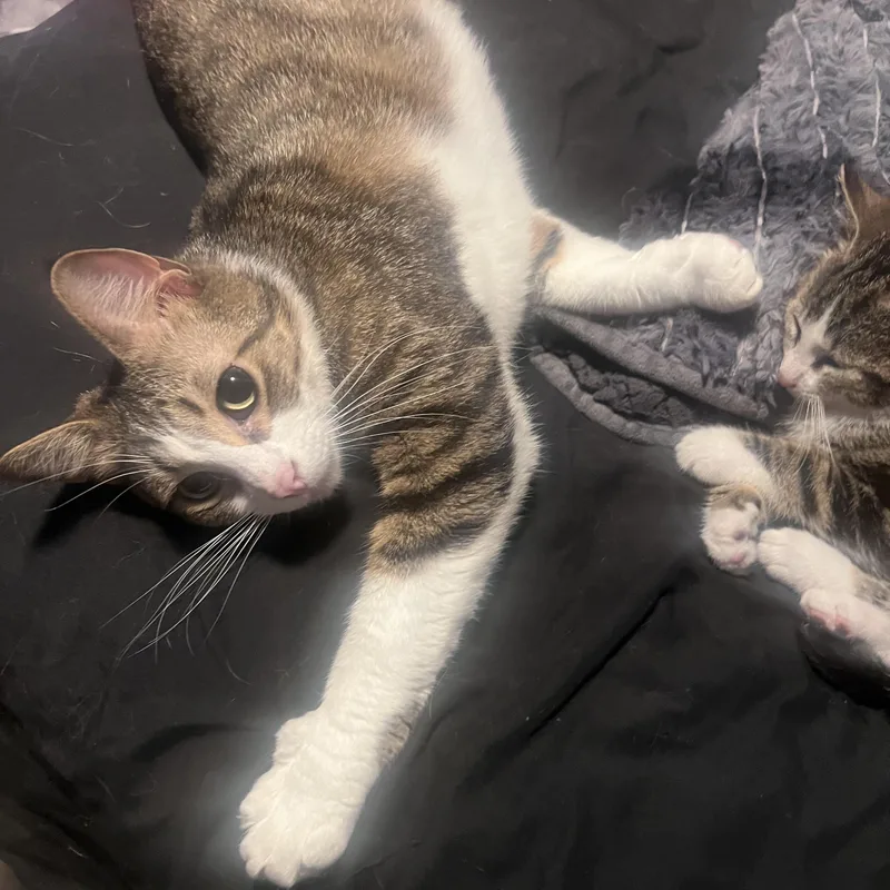 Max & Milo