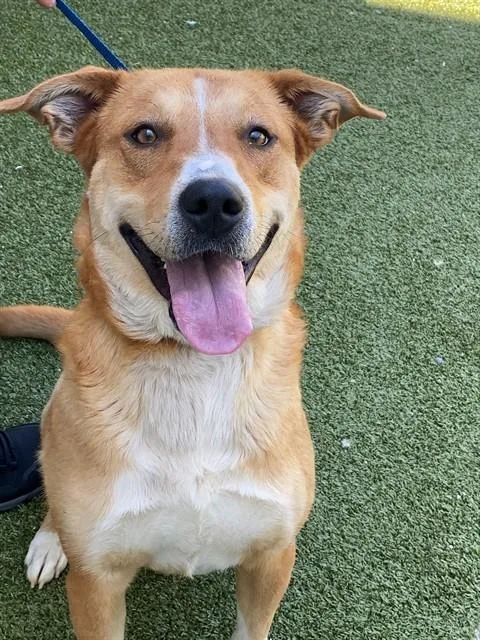 A young large-sized female Labrador Retriever dog named Natalia for adoption in Fayetteville, NC