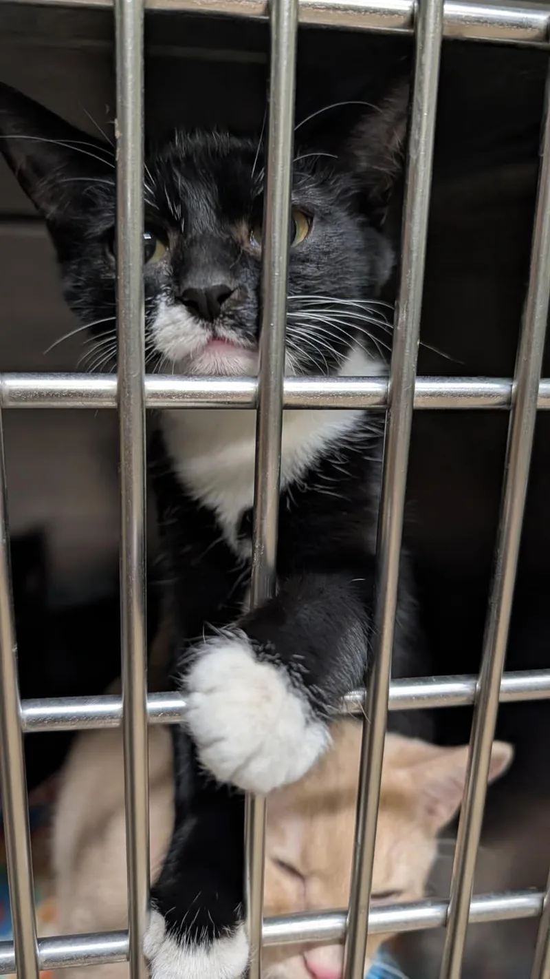 Crista Galli thumbnail 3