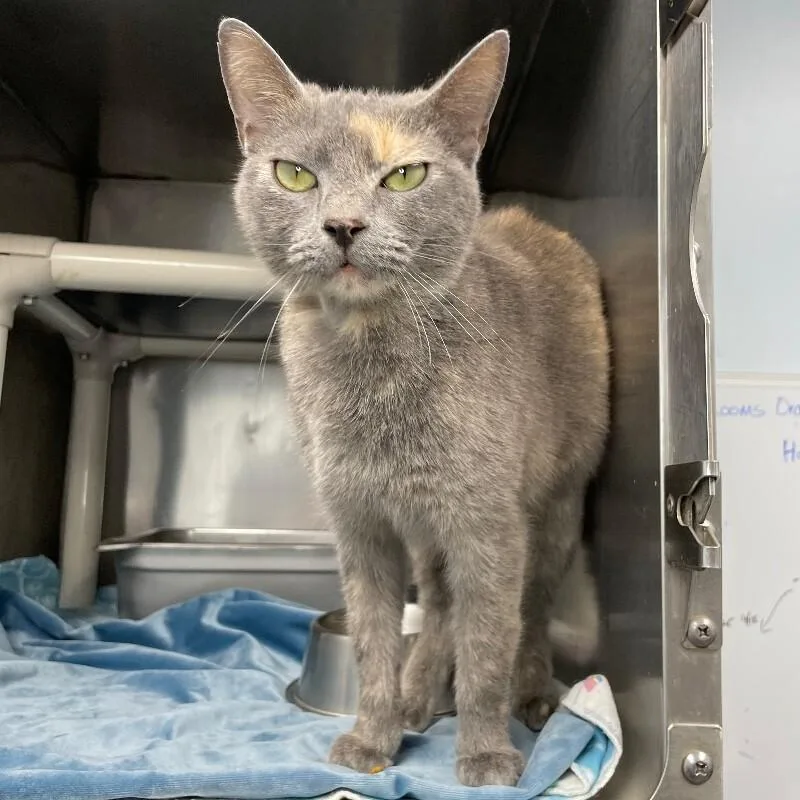 An adult medium-sized female Domestic Short Hair cat named Kisses for adoption in Roanoke, VA