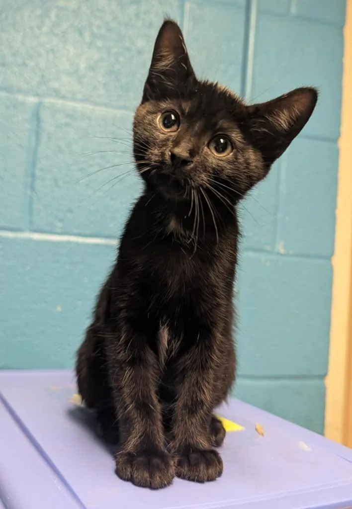 A baby small-sized female Domestic Short Hair cat named Abracadabra for adoption in Ellijay, GA