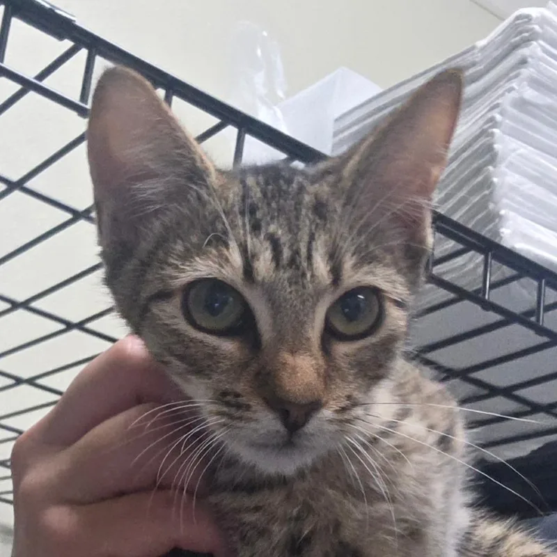 A baby small-sized female Brown / Chocolate Domestic Short Hair cat named Mitzi for adoption in Williston, FL