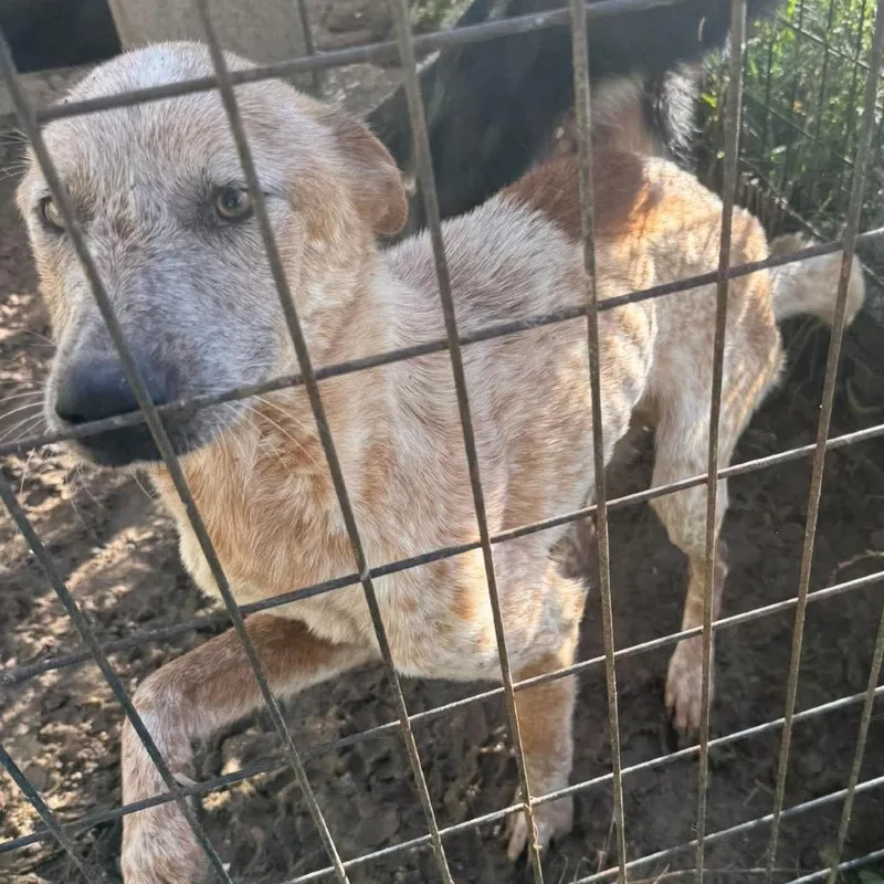 A young small-sized male White / Cream Cattle Dog dog named Wade for adoption in Shinnston, WV