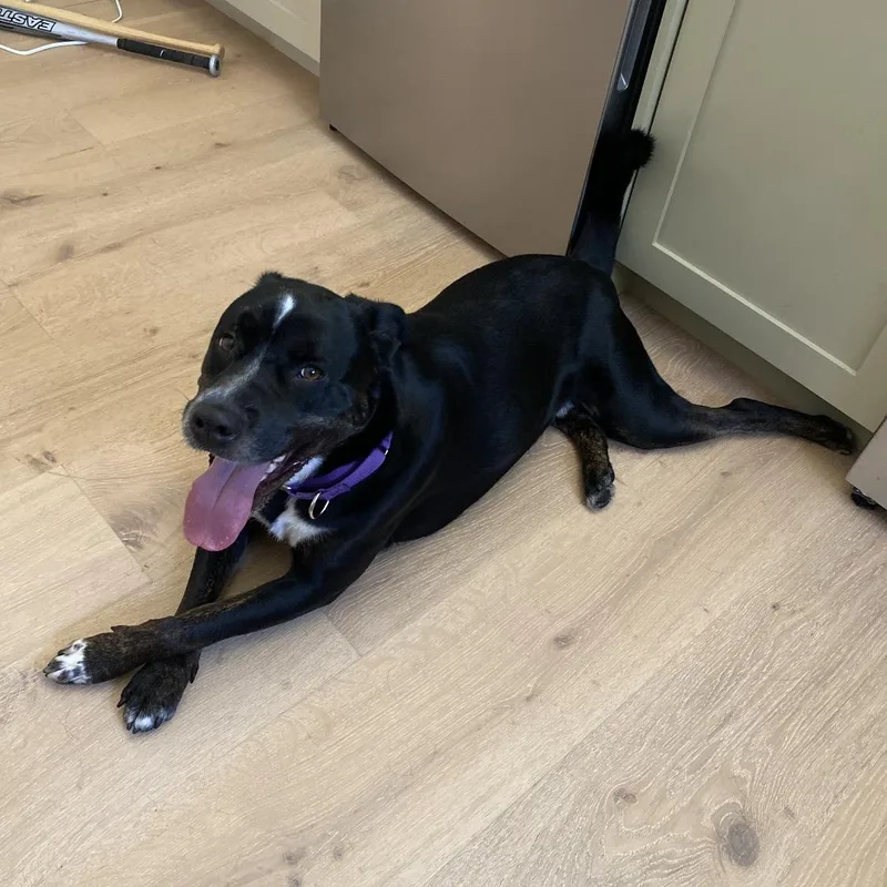 An adult large-sized male Black Labrador Retriever dog named Reggie for adoption in West Hollywood, CA