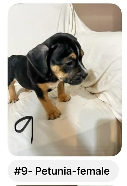 Petunia