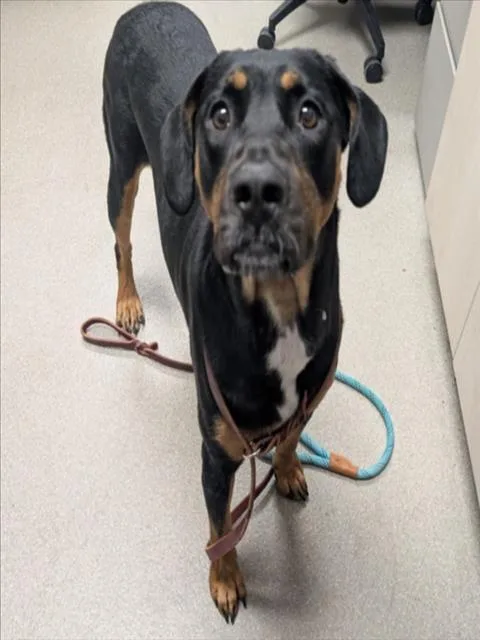 An adult large-sized female Labrador Retriever dog named Roxy for adoption in Las Vegas, NV
