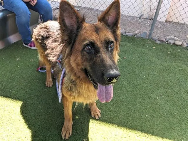 An adult large-sized female German Shepherd Dog dog named Dorothy for adoption in Phoenix, AZ
