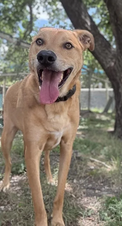 An adult large-sized male Shepherd dog named Gabe for adoption in San Antonio, TX