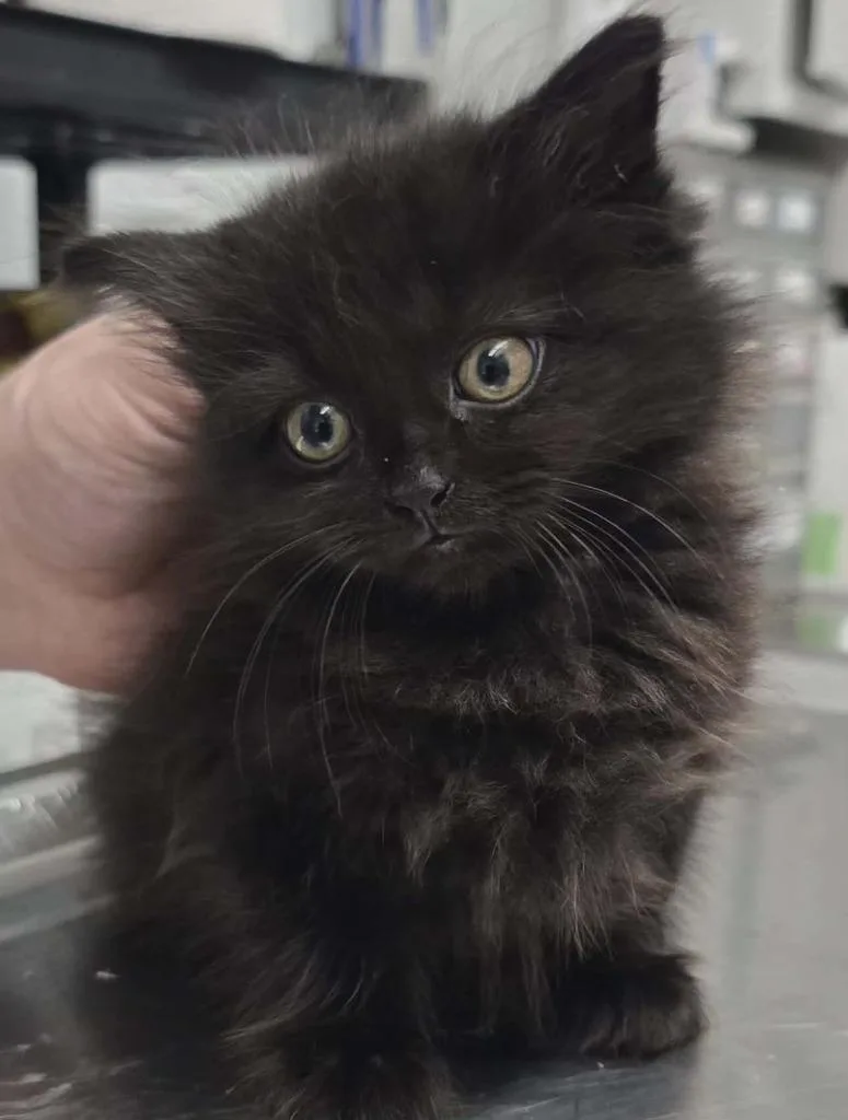 A baby small-sized female Domestic Short Hair cat named Dolly for adoption in Hillsdale, IN