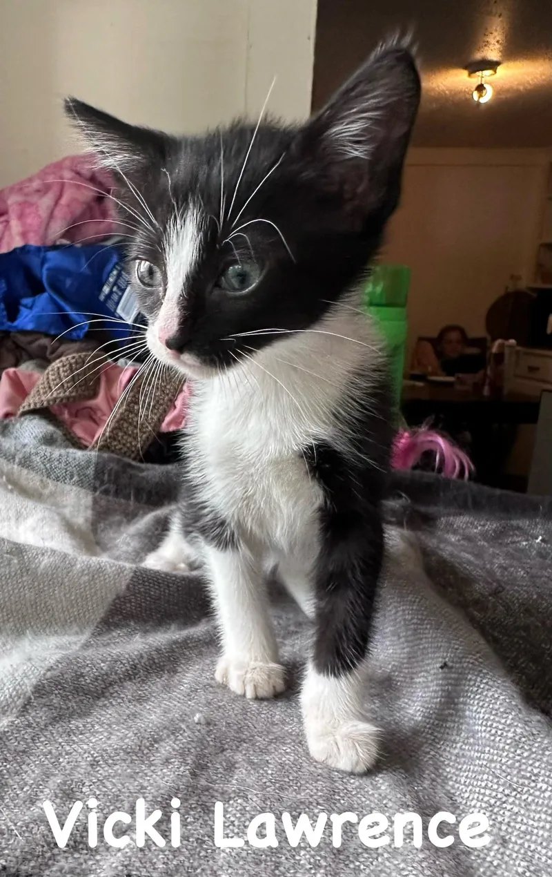 A baby medium-sized female Black & White / Tuxedo Tuxedo cat named Vicki Lawrence for adoption in White Lake, MI