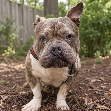 An adult large-sized male English Bulldog dog named Moe for adoption in Largo, FL