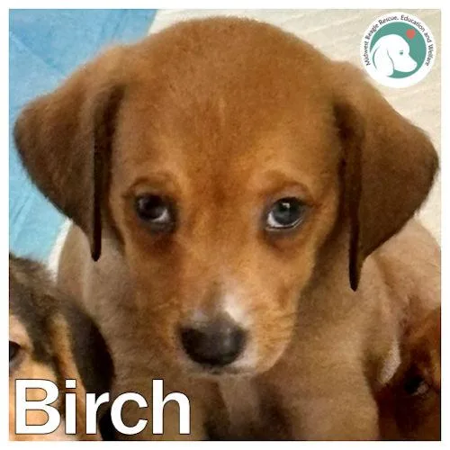Birch
