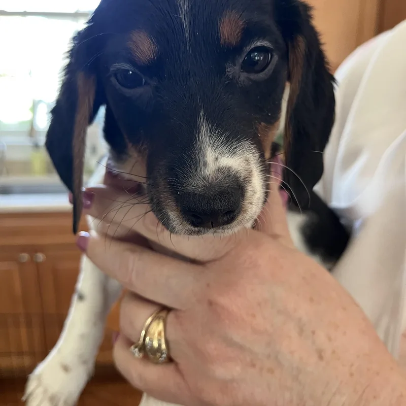 A baby small-sized female Tricolor (Brown, Black, & White) Beagle dog named Grace for adoption in Barnegat, NJ