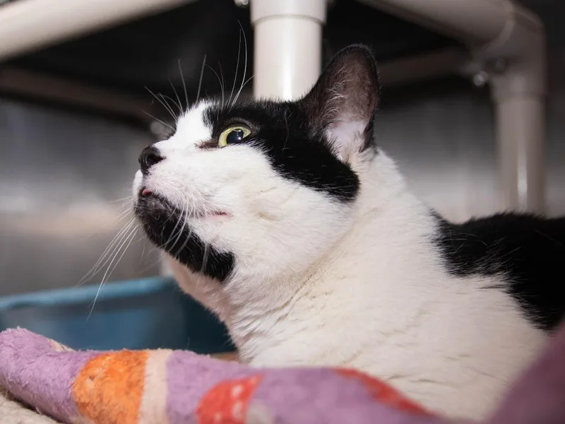 An adult medium-sized female Domestic Short Hair cat named Zuka for adoption in Lansing, KS