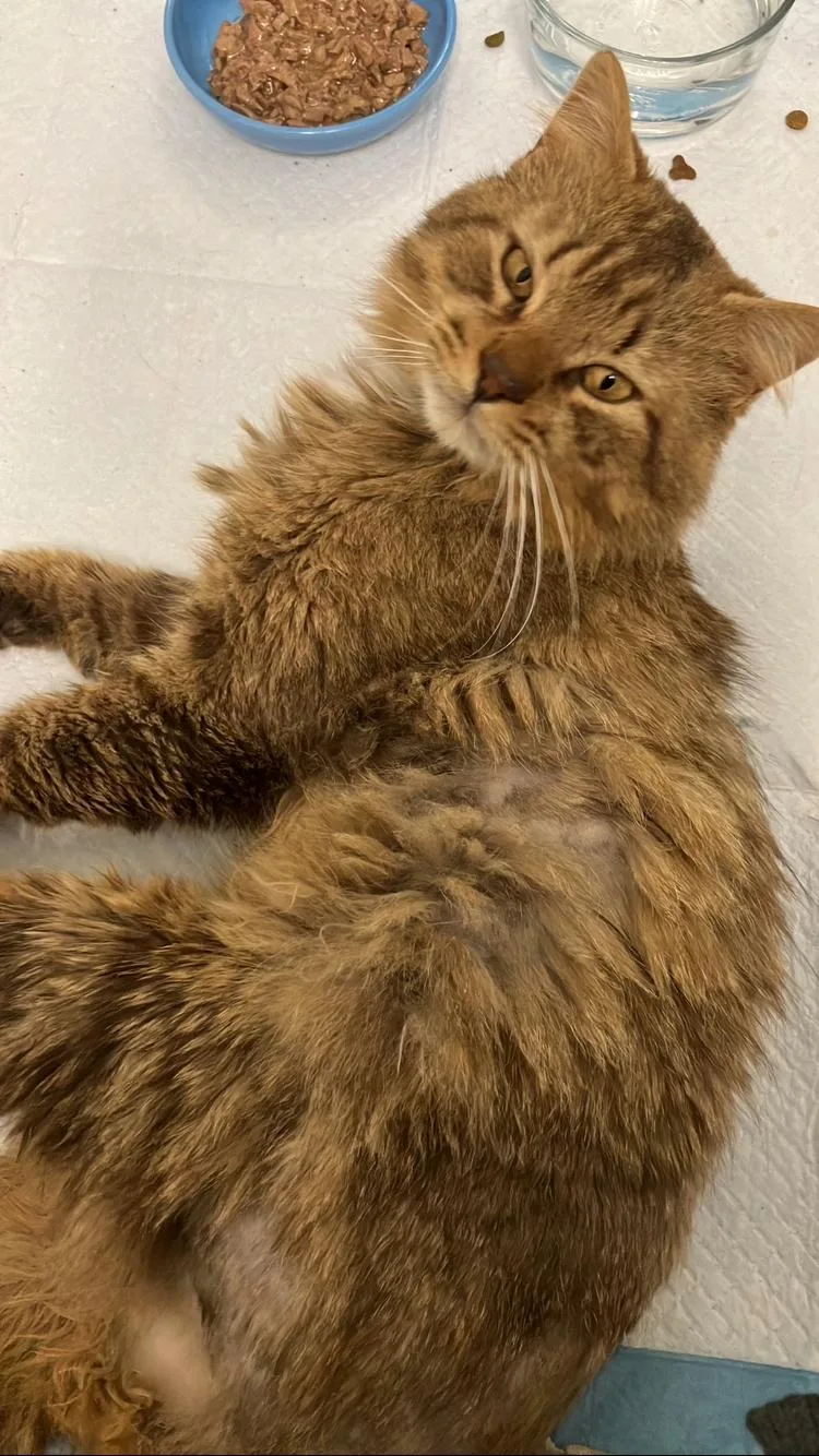 Mr Snuggles thumbnail 3