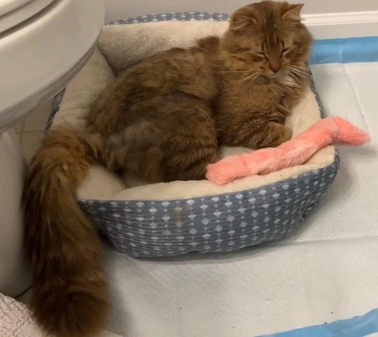 Mr Snuggles thumbnail 4
