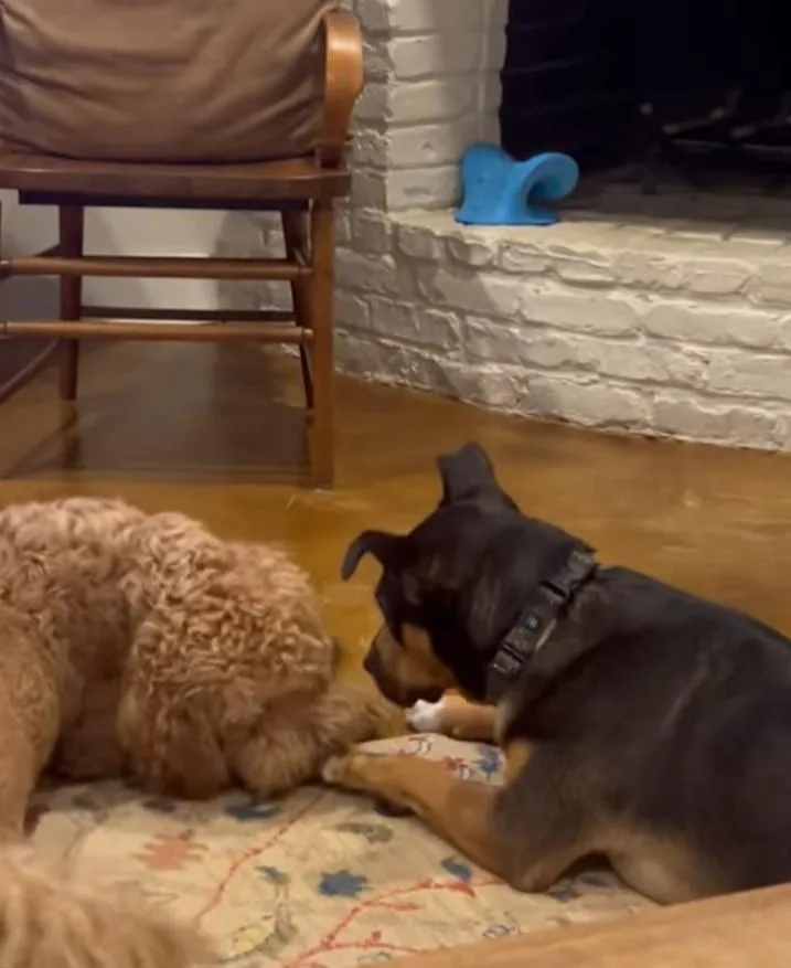 River Your Sweet Snuggle thumbnail 2