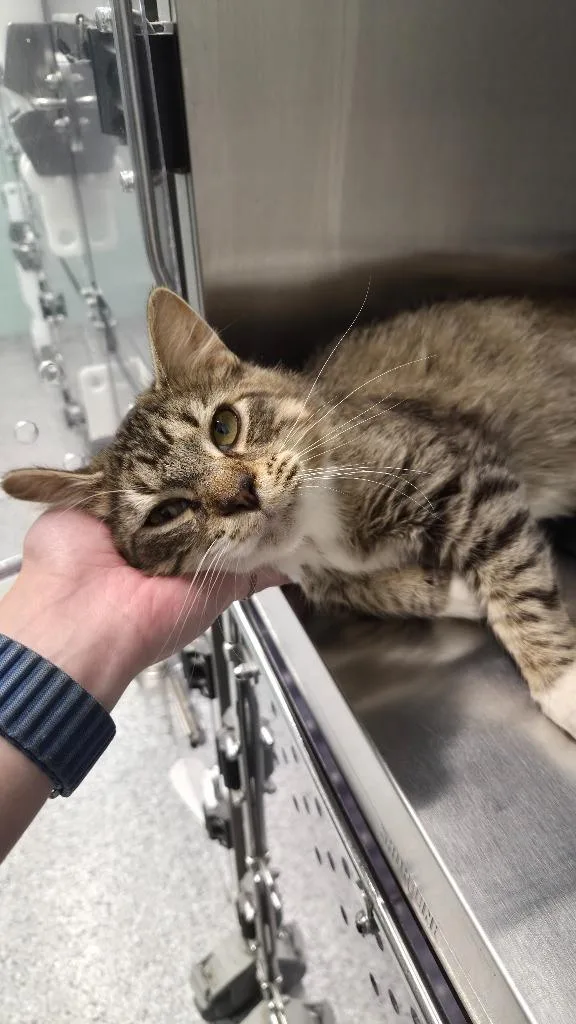 A young medium-sized male Domestic Short Hair cat named Benson for adoption in Athens, TN