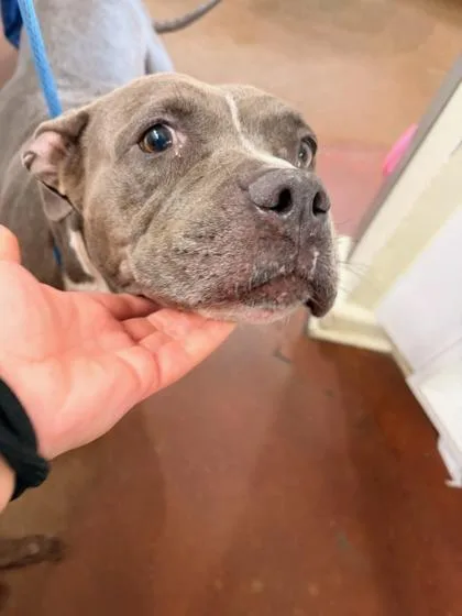 An adult medium-sized female Pit Bull Terrier dog named Roxie for adoption in New Orleans, LA