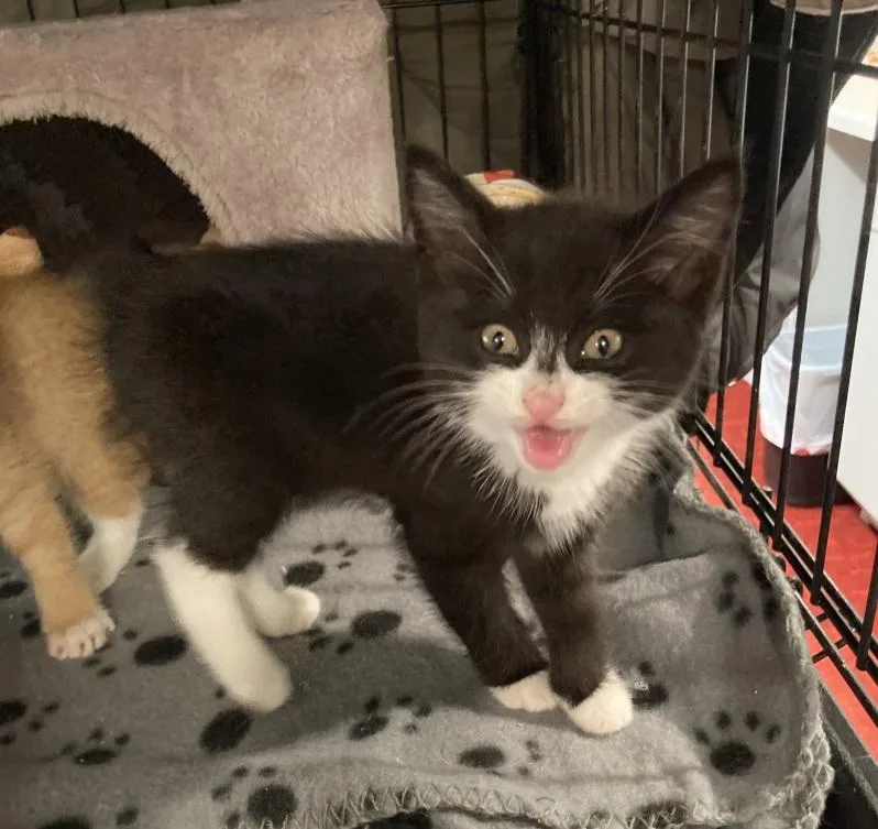 A baby medium-sized male Orange & White Domestic Short Hair cat named Cheeto & Daisy Mae for adoption in Lemoyne, PA