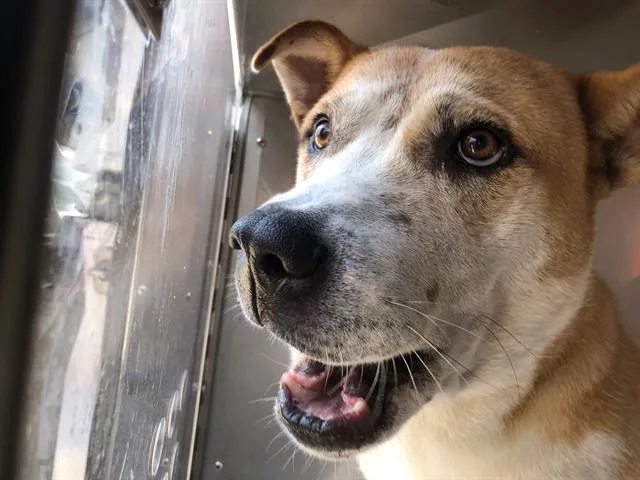 A young large-sized male Mixed Breed dog named Zodiac for adoption in Dallas, TX