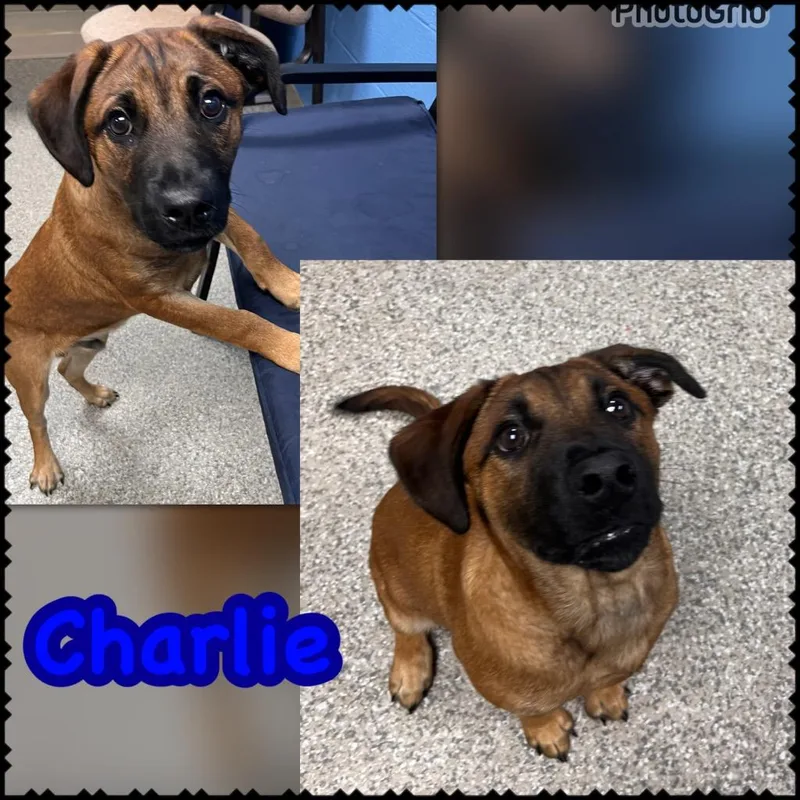 A baby large-sized male Black Mouth Cur dog named Charlie for adoption in Blountville, TN