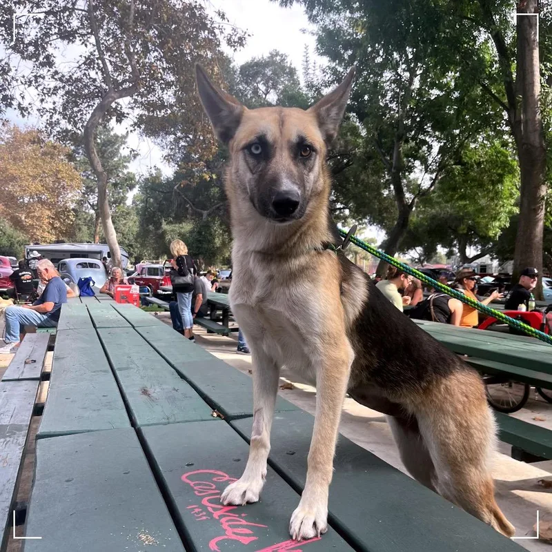 An adult large-sized female Black German Shepherd Dog dog named Misty for adoption in Upland, CA