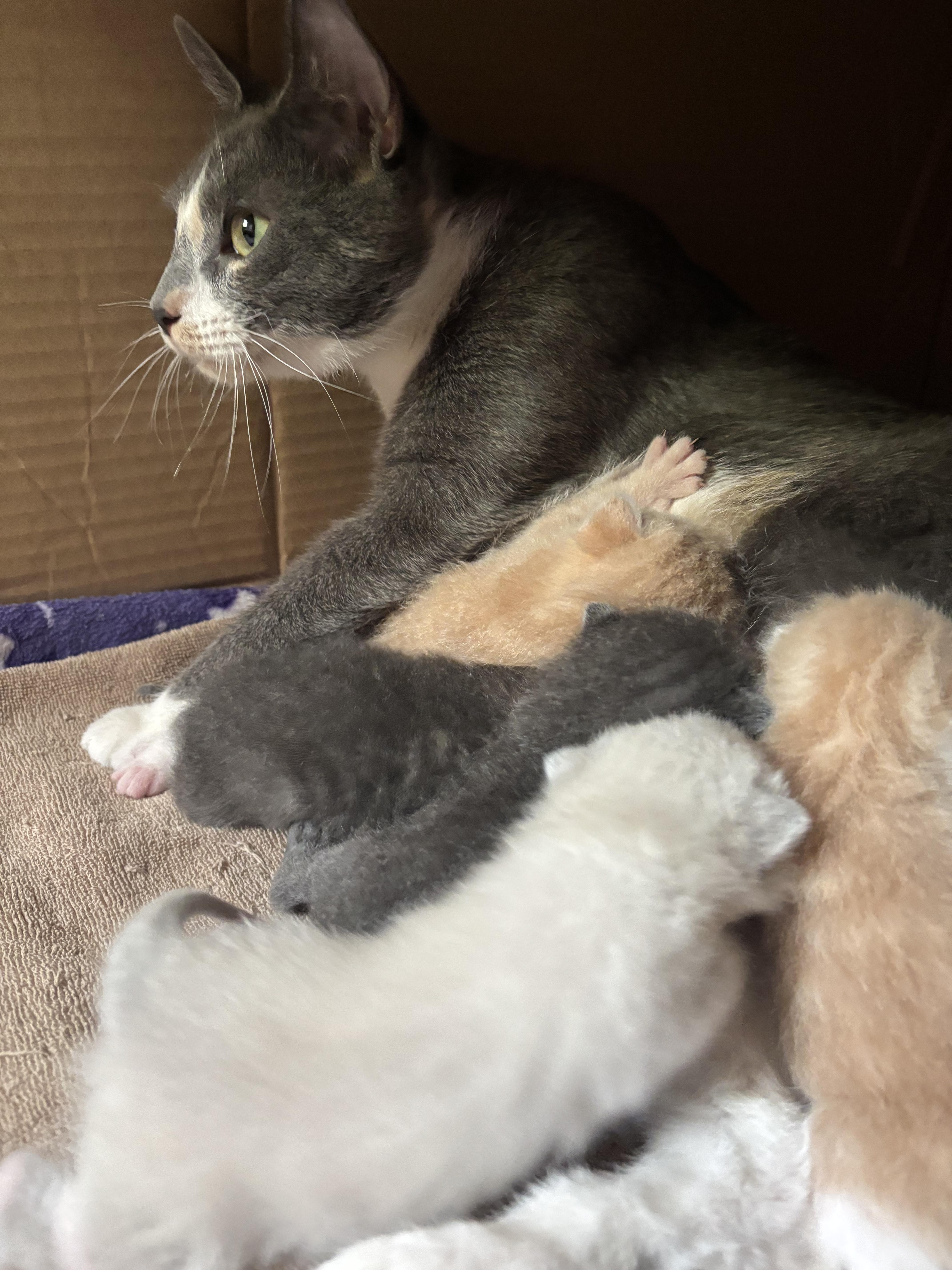 An adult medium-sized female Dilute Calico Domestic Short Hair cat named River for adoption in Topsham, ME