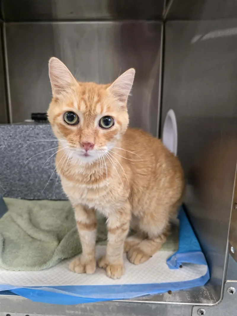 An adult medium-sized male Tabby (Orange / Red) Extra-Toes Cat / Hemingway Polydactyl cat named Lance for adoption in Umatilla, FL