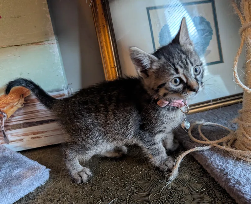A baby small-sized female Tabby (Gray / Blue / Silver) Domestic Short Hair cat named Princess Peach for adoption in Bayonne, NJ
