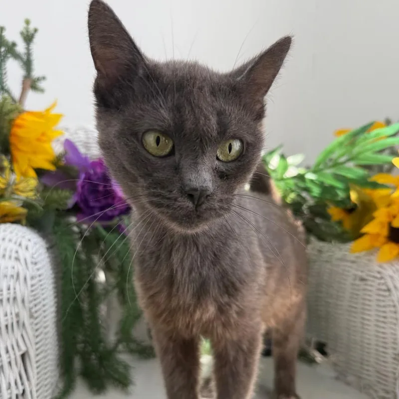 An adult medium-sized female Gray / Blue / Silver Domestic Short Hair cat named Begonia Garden for adoption in Eaton Rapids, MI
