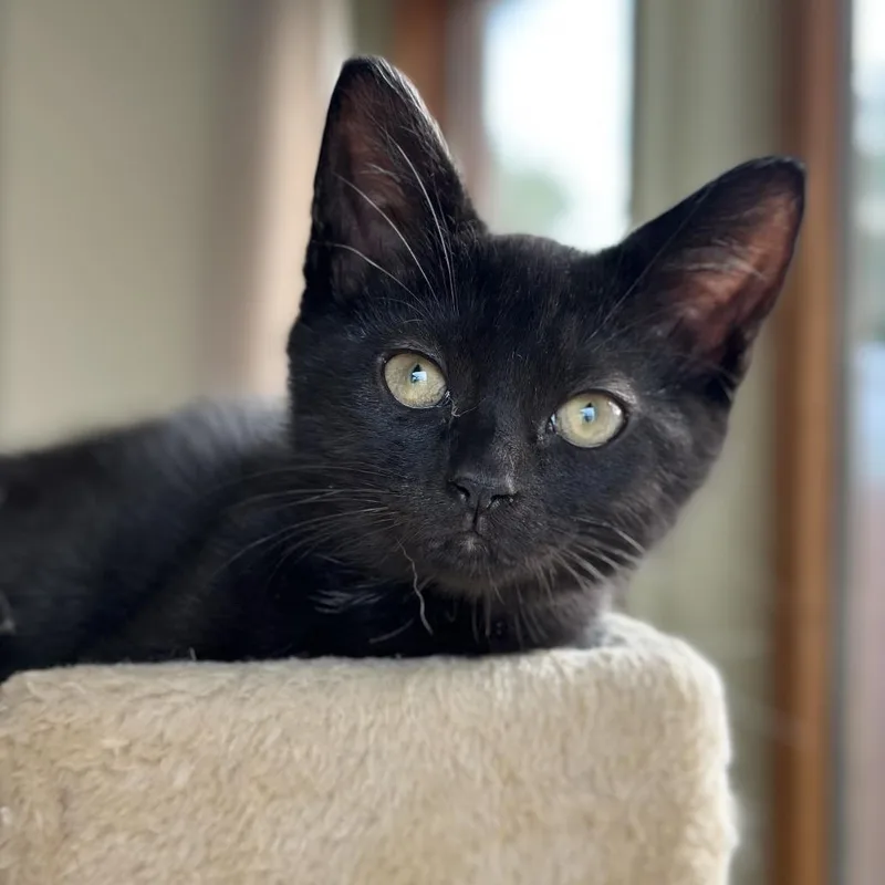 A baby small-sized female Black Domestic Short Hair cat named Ricci for adoption in Evansville, IN