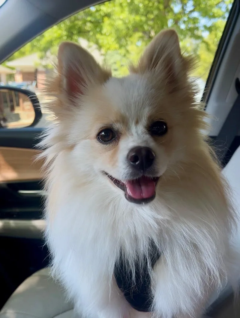 A young small-sized female Yellow / Tan / Blond / Fawn Pomeranian dog named Emma for adoption in Fort Collins, CO