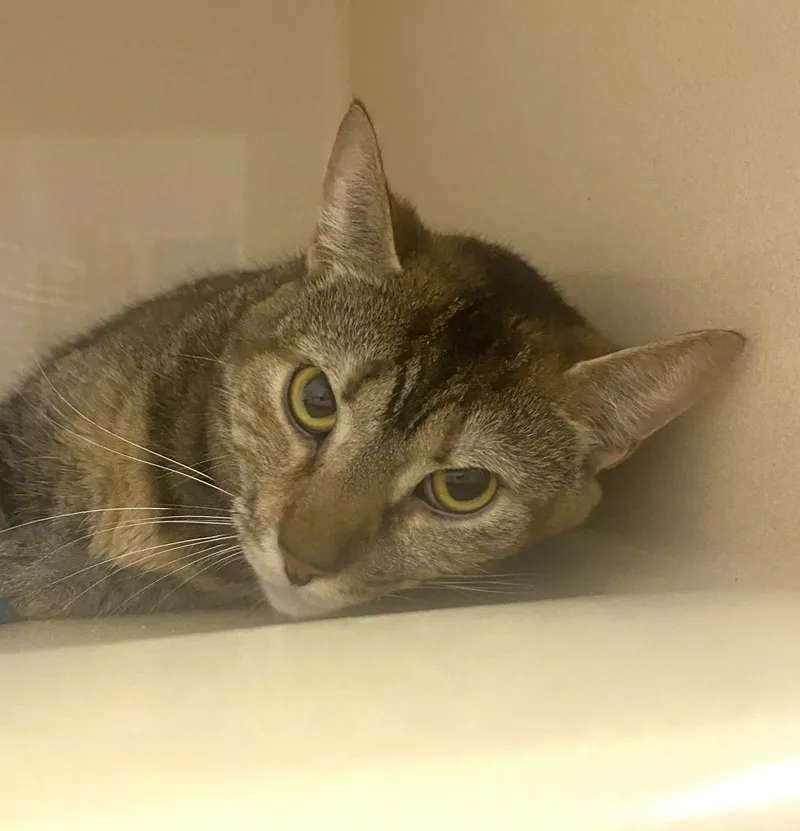 An adult medium-sized female Tabby (Brown / Chocolate) Domestic Short Hair cat named Mango for adoption in Elyria, OH