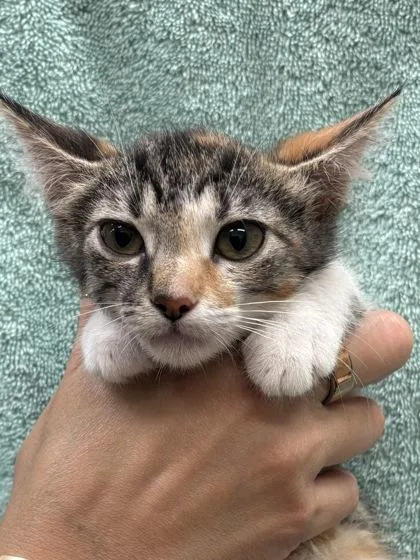 A baby small-sized female Domestic Short Hair cat named Daisy for adoption in Honolulu, HI