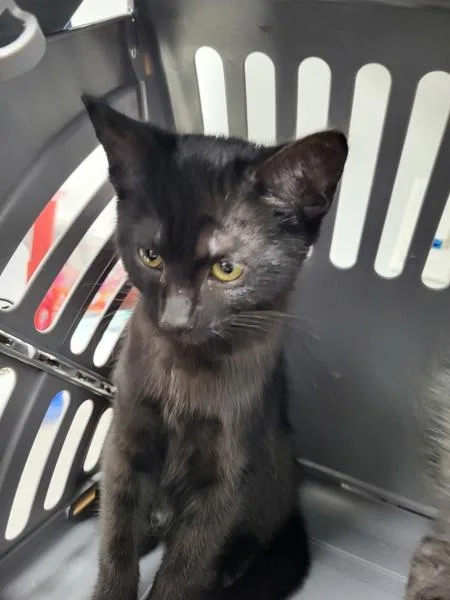 A baby small-sized female Domestic Short Hair cat named Nf Francesca for adoption in Lawrenceville, GA