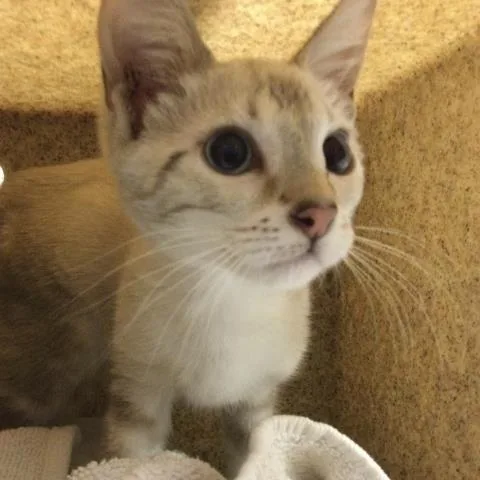 A baby small-sized female Domestic Short Hair cat named Jelly for adoption in Riverside, CA