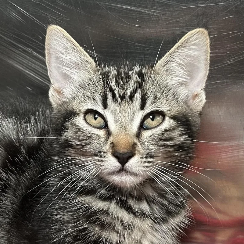 A baby small-sized female Brown / Chocolate Domestic Short Hair cat named Grape for adoption in Palm Springs, CA