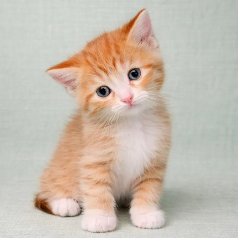 A baby small-sized male Orange / Red Domestic Short Hair cat named David Meowie for adoption in Morganton, NC