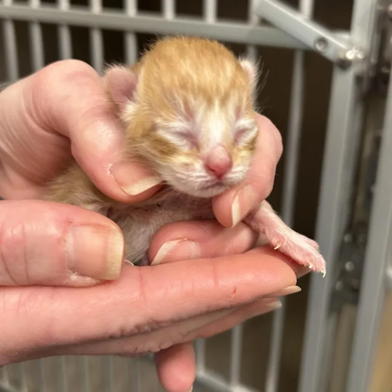 David Meowie thumbnail 2