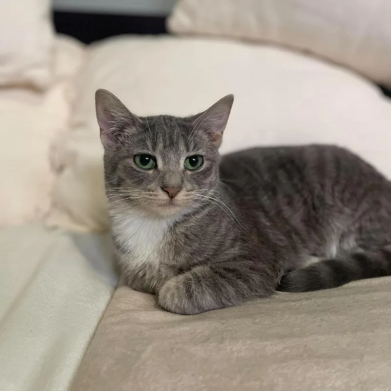 A young small-sized female Gray / Blue / Silver Domestic Short Hair cat named Aqua for adoption in Plainfield, IL