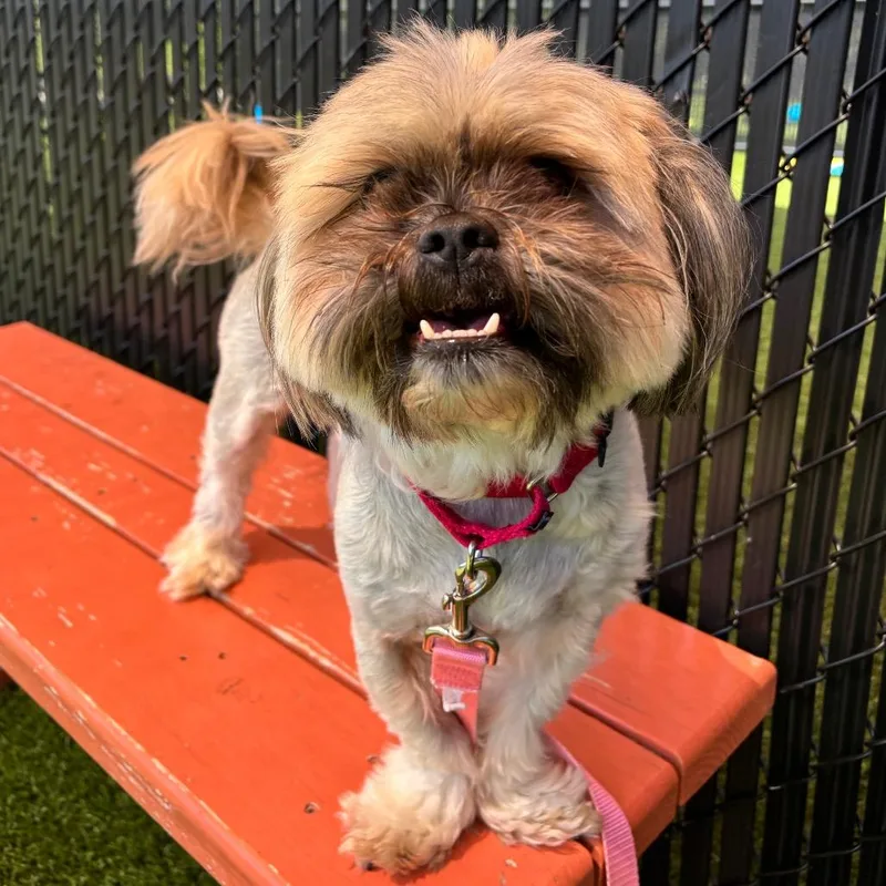 An adult small-sized male White / Cream Shih Tzu dog named Milo for adoption in Washington Township, OH