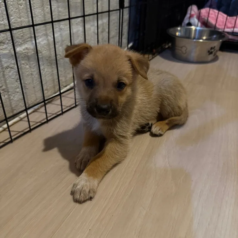 A baby small-sized male Yellow / Tan / Blond / Fawn Mixed Breed dog named Polaroid for adoption in Buffalo, MN