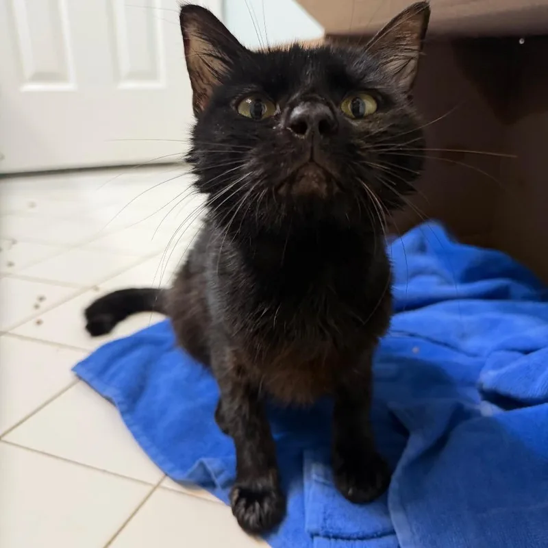 An adult medium-sized male Domestic Short Hair cat named Davis for adoption in Jacksonville, FL