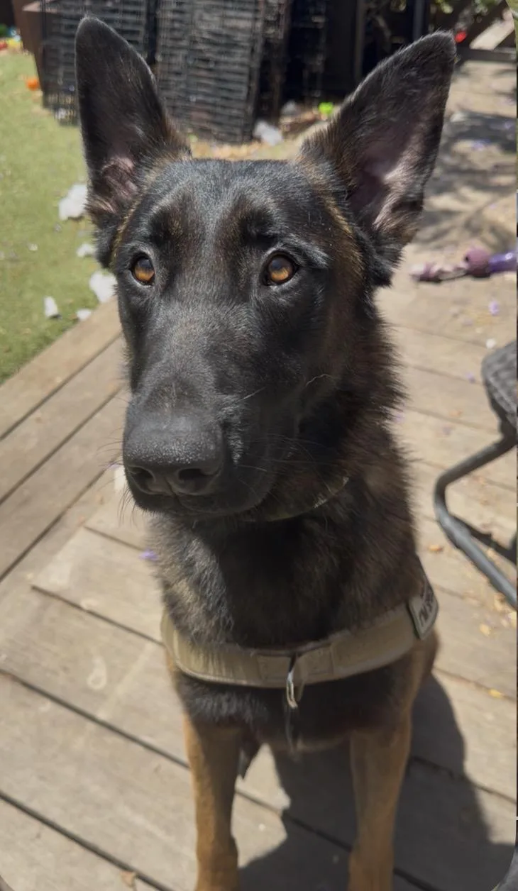 An adult large-sized male Belgian Shepherd / Malinois dog named Crest for adoption in San Diego, CA